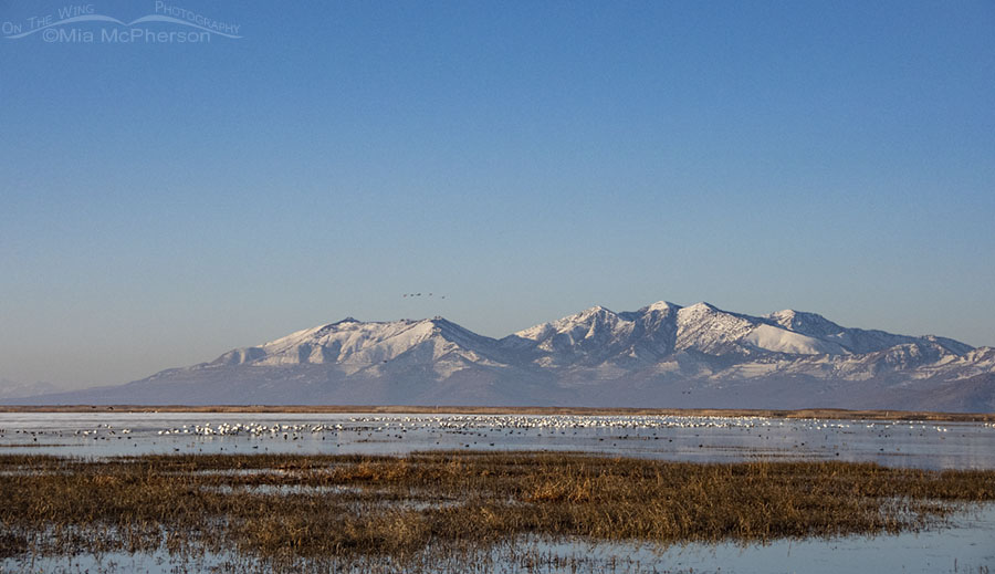 Tundra Swans and the Promontory Mountains, Bear River Migratory Bird Refuge, Box Elder County, Utah