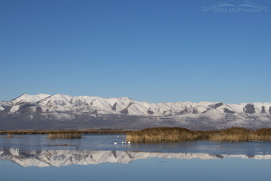 Winter scenery at Bear River Migratory Bird Refuge, Box Elder County, Utah