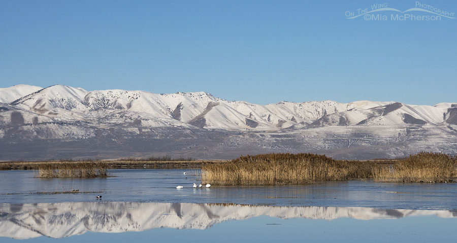 March scenery at Bear River Migratory Bird Refuge, Box Elder County, Utah