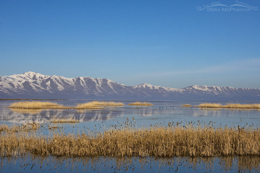 March morning at the marsh of Bear River MBR, Box Elder County, Utah