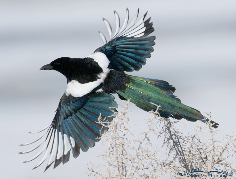 Iridescent colors of a Black-billed Magpie, Antelope Island State Park, Davis County, Utah