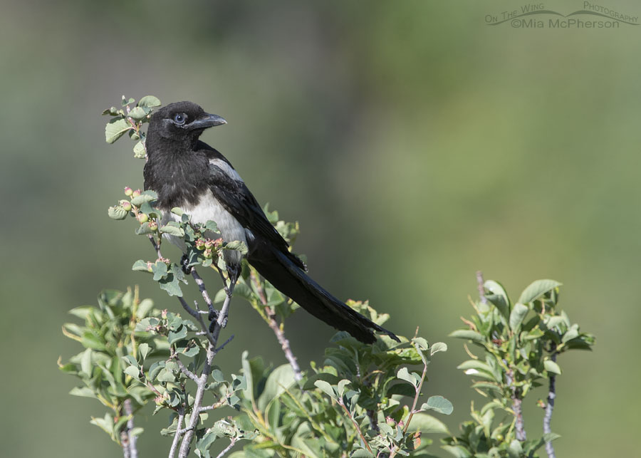 Fledgling Black-billed Magpie perched in a Utah Serviceberry, Wasatch Mountains, Summit County, Utah