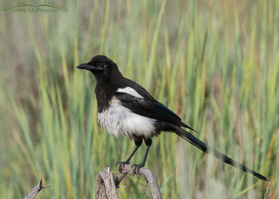 Immature Black-billed Magpie and green grasses, Wasatch Mountains, Summit County, Utah