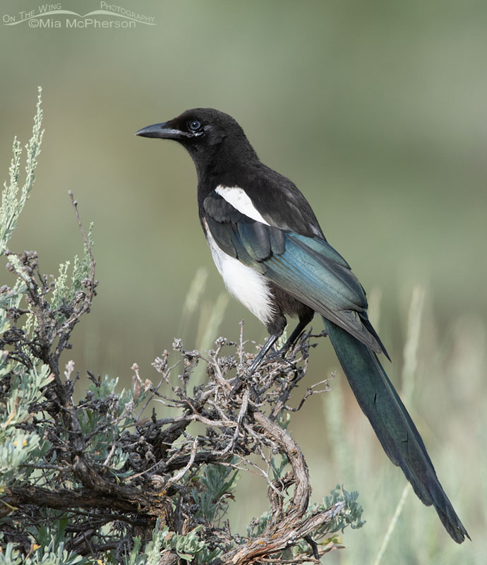 Immature Black-billed Magpie perched on sagebrush, Wasatch Mountains, Summit County, Utah