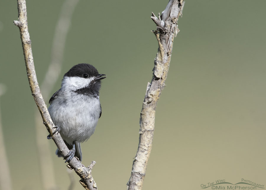 Calling adult Black-capped Chickadee, Wasatch Mountains, Morgan County, Utah