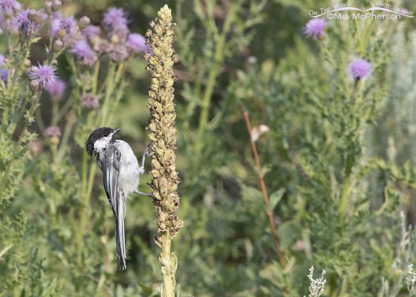 Bedraggled Black-capped Chickadee on a Common Mullein, Wasatch Mountains, Morgan County, Utah