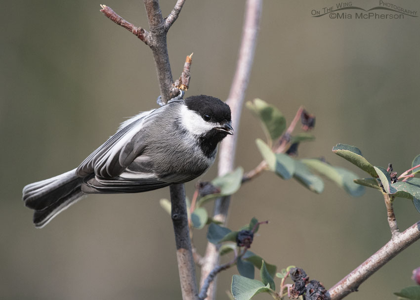 Calling Black-capped Chickadee, Wasatch Mountains, Morgan County, Utah