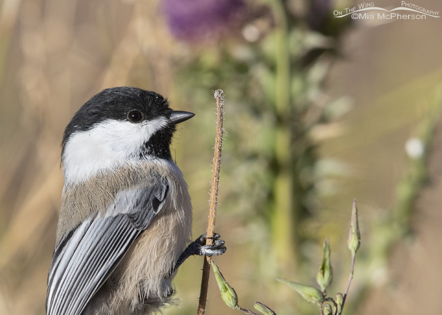 Black-capped Chickadee close up in the Wasatch Mountains, East Canyon, Morgan County, Utah