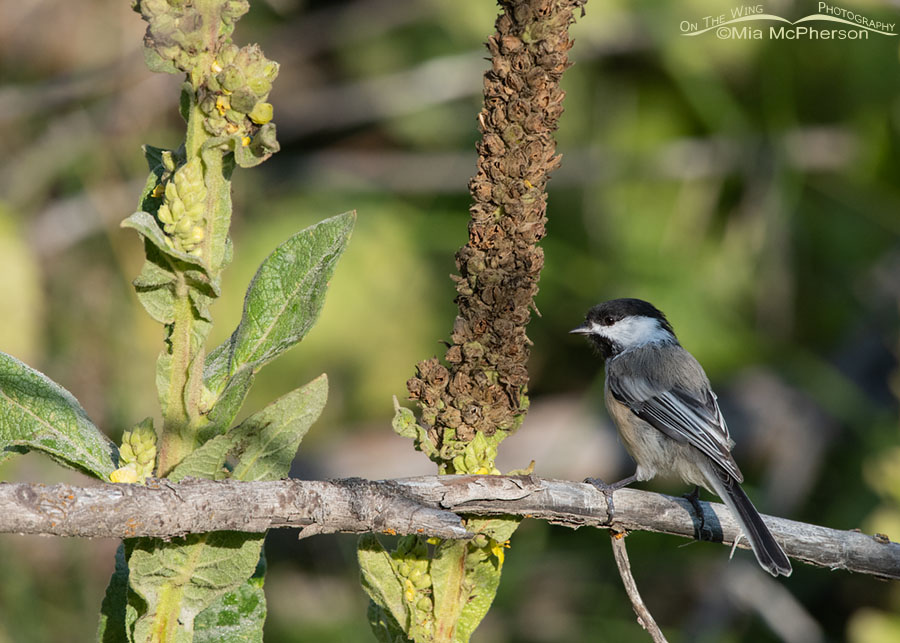 Black-capped Chickadee foraging in mulleins, Wasatch Mountains, Morgan County, Utah
