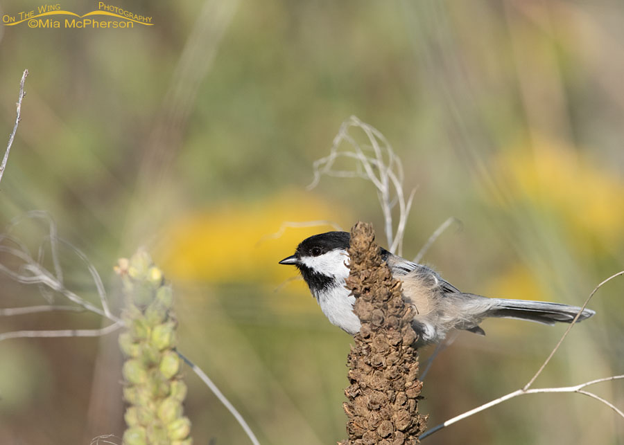 Black-capped Chickadee perched on an old mullein flower stalk, Wasatch Mountains, Morgan County, Utah