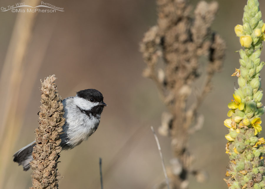 Black-capped Chickadee and Common Mulleins, Wasatch Mountains, Morgan County, Utah