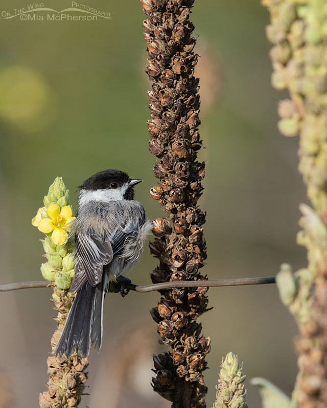 Back view of a Black-capped Chickadee in mulleins, Wasatch Mountains, Morgan County, Utah