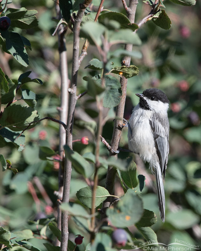 Adult Black-capped Chickadee in a serviceberry, Wasatch Mountains, Morgan County, Utah
