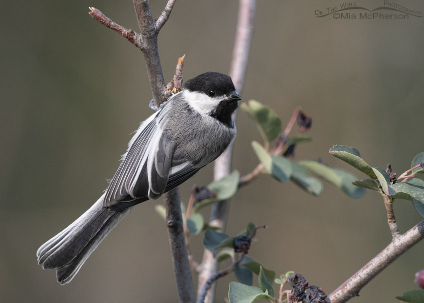 Black-capped Chickadee on a Serviceberry, Wasatch Mountains, Morgan County, Utah
