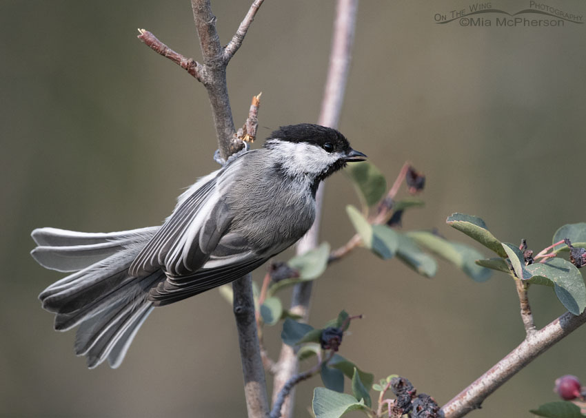 Black-capped Chickadee about to take flight, Wasatch Mountains, Morgan County, Utah