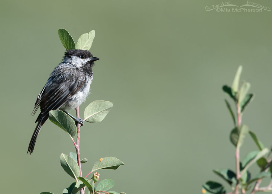 Molting Black-capped Chickadee in a Serviceberry, Wasatch Mountains, Summit County, Utah