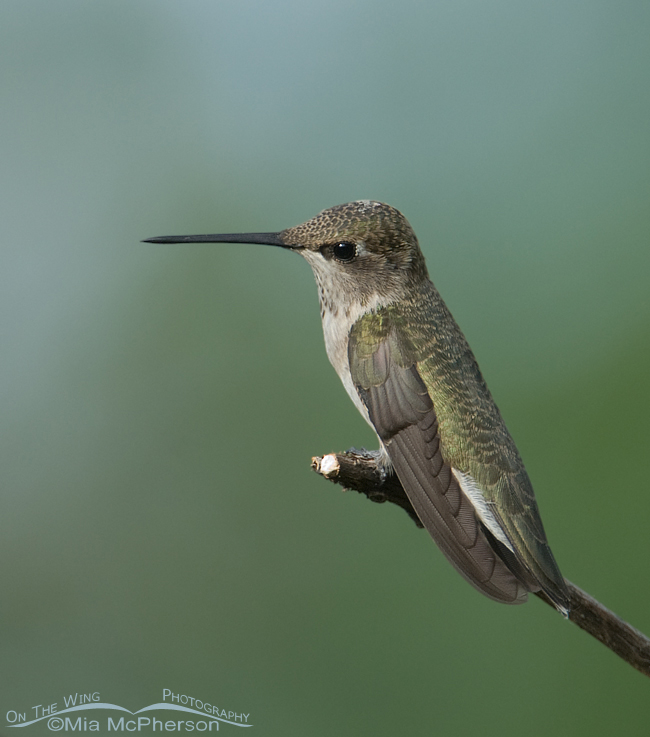 Female Black-chinned Hummingbird, Salt Lake County, Utah