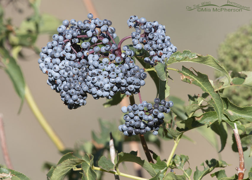 Clump of Blue Elderberry berries, Wasatch Mountains, Summit County, Utah