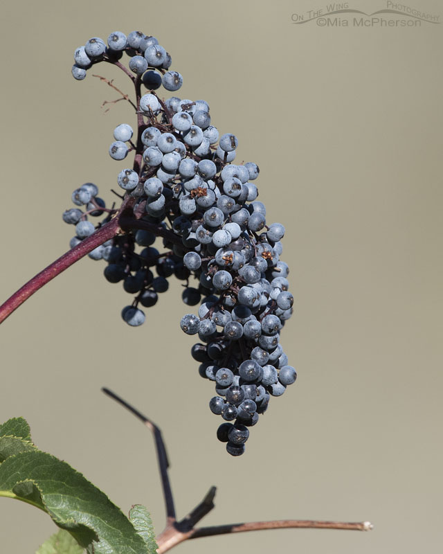 Berries of Blue Elderberry, Wasatch Mountains, Summit County, Utah