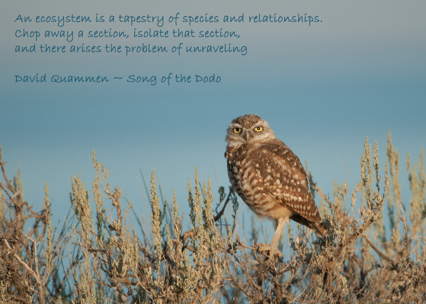 Burrowing Owl and the Great Salt Lake, Davis County, Antelope Island State Park, Utah