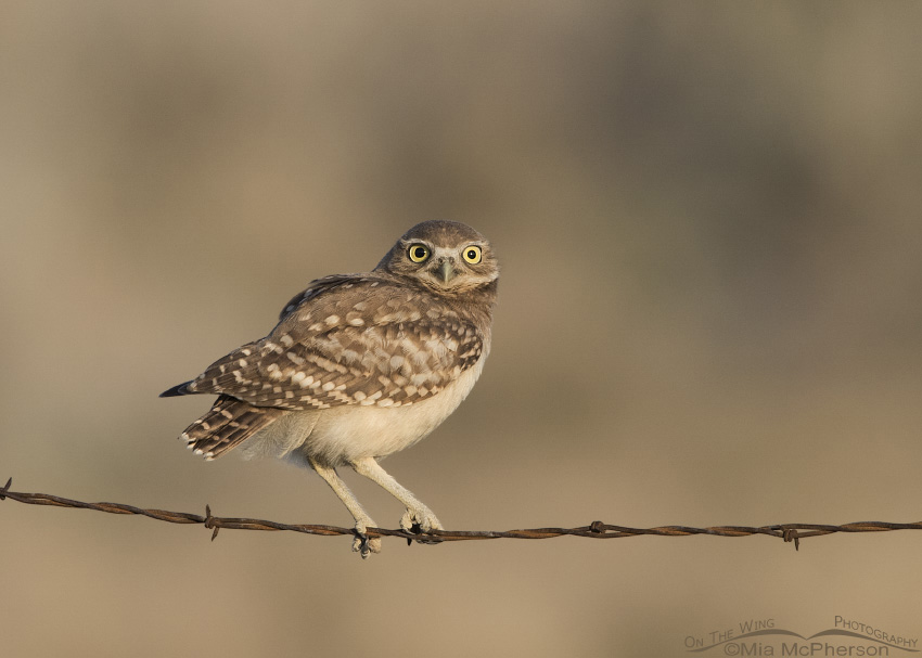 Young Burrowing Owl perched on a barbed wire fence, Box Elder County, Utah