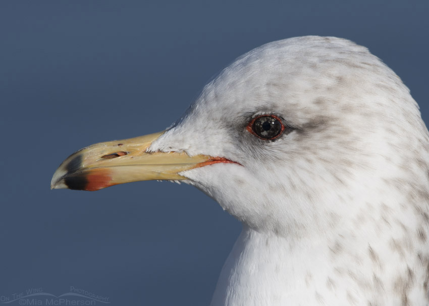 Eye color variation in a California Gull, Salt Lake County, Utah