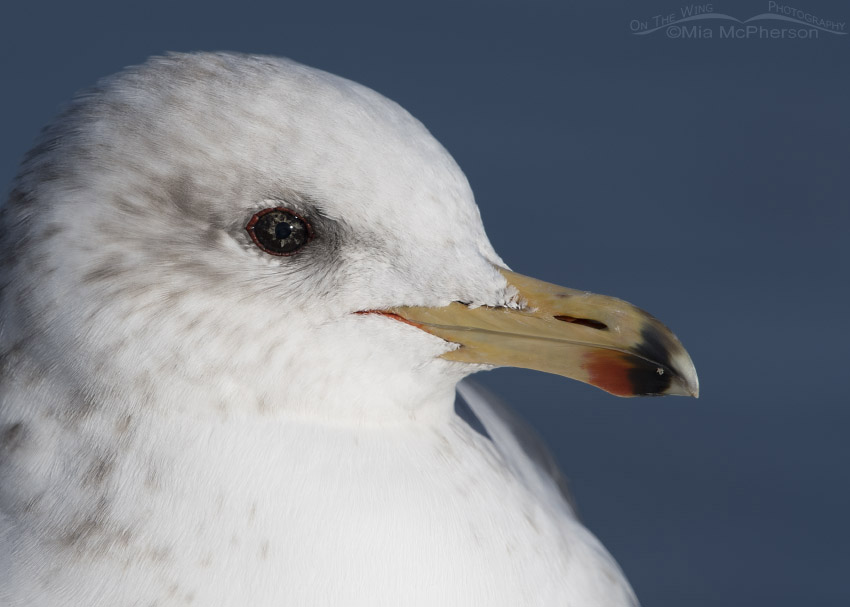 Close up showing eye color variation in a California Gull, Salt Lake County, Utah