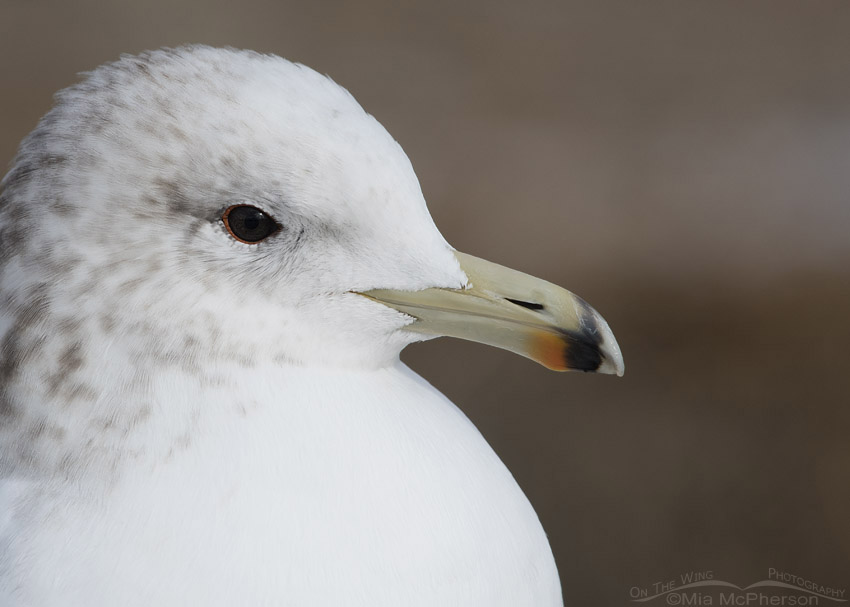 California Gull close up in nonbreeding plumage, Salt Lake County, Utah