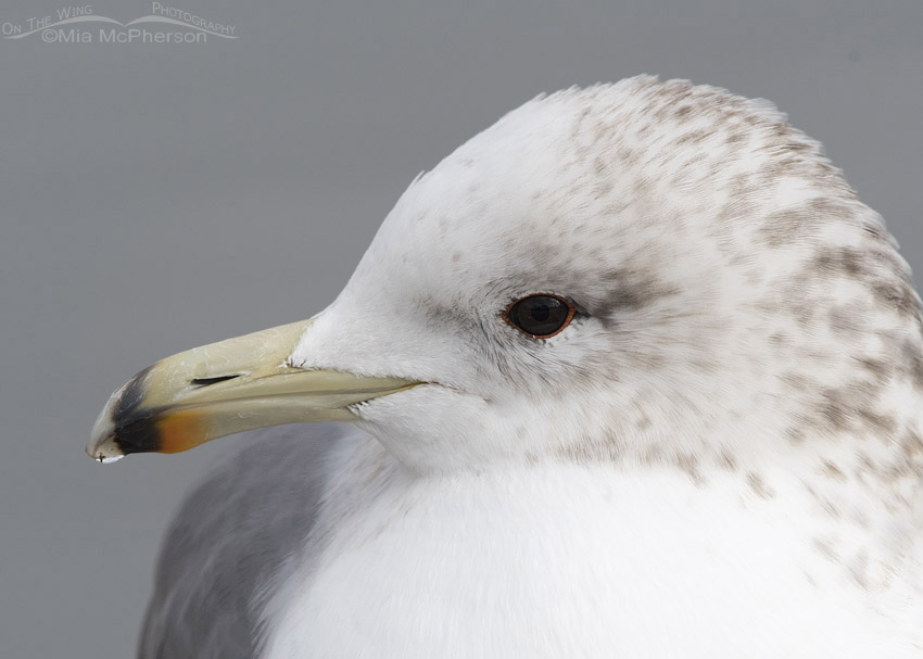 California Gull close up in December, Salt Lake City, Utah