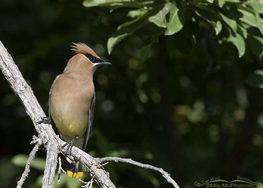 Cedar Waxwing adult perched on a bare branch, Wasatch Mountains, Morgan County, Utah