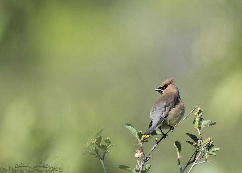 Cedar Waxwing photographed small in the frame, Wasatch Mountains, Summit County, Utah