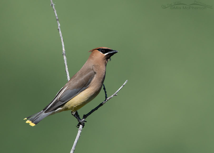 Adult Cedar Waxwing against a green background, Wasatch Mountains, Summit County, Utah
