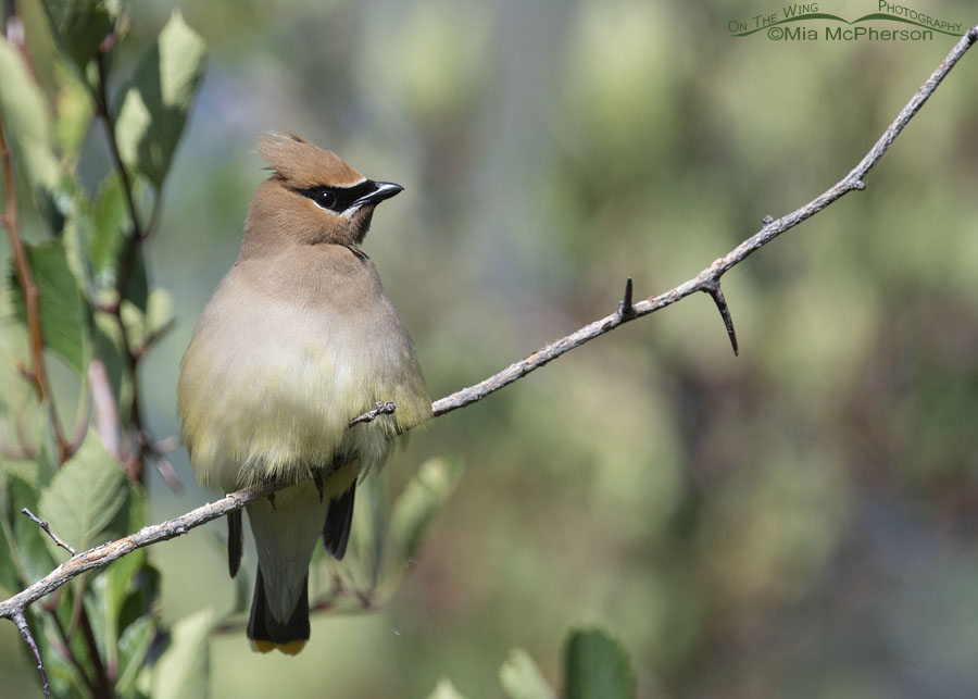 Cedar Waxwing adult resting in a stand of hawthorns, Wasatch Mountains, East Canyon, Morgan County, Utah