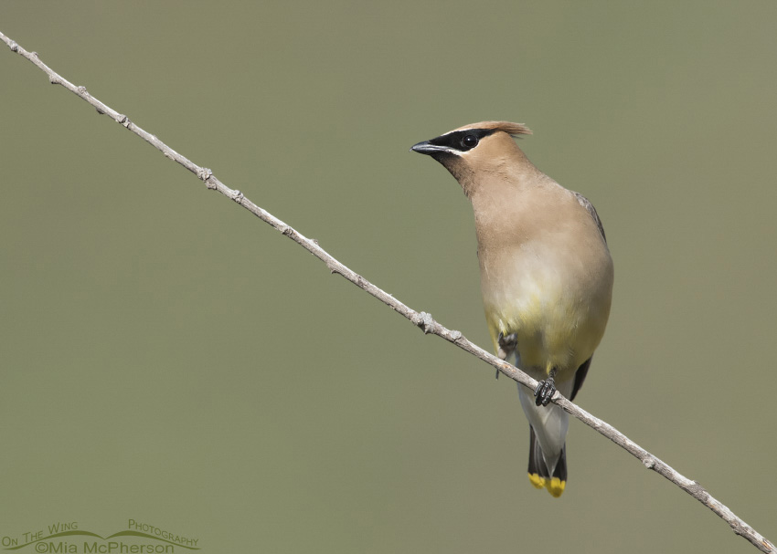 Cedar Waxwing in Little Emigration Canyon, Wasatch Mountains, Morgan County, Utah