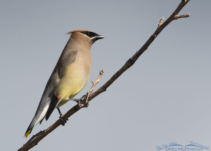 Cedar Waxwing with blue background, Wasatch Mountains, Summit County, Utah