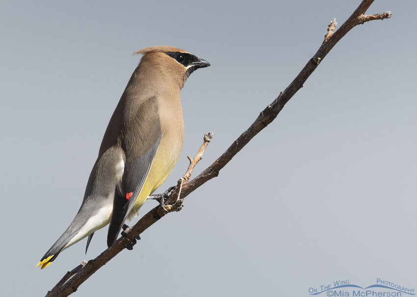 Cedar Waxwing adult with a cloudy sky background, Wasatch Mountains, Summit County, Utah