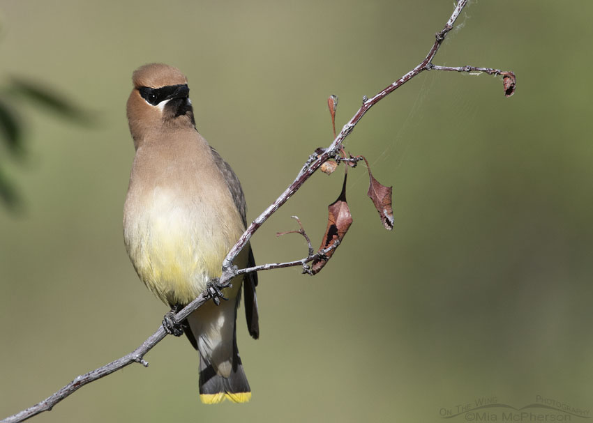 Cedar Waxwing perched on a thin branch, Wasatch Mountains, Summit County, Utah