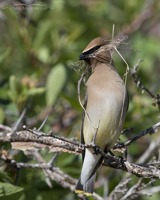 Cedar Waxwing with nesting material in its bill, Wasatch Mountains, Summit County, Utah