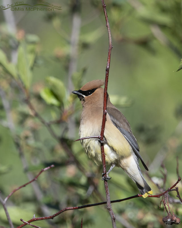Cedar Waxwing perched on a hawthorn, Wasatch Mountains, Summit County, Utah