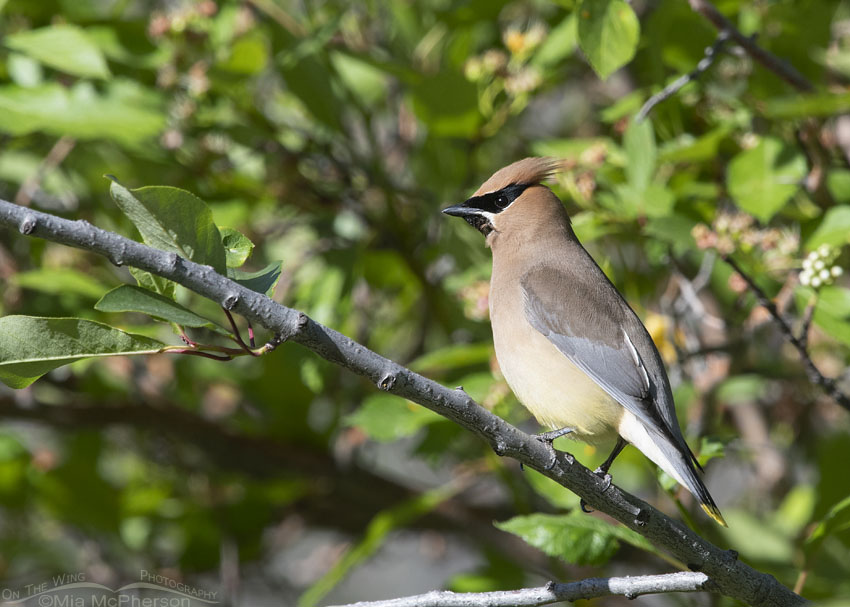 Adult Cedar Waxwing perched out in the open, Wasatch Mountains, Summit County, Utah
