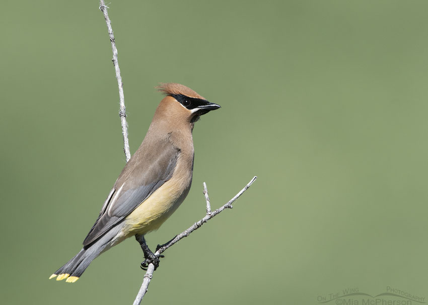 Cedar Waxwing with plain green background, Wasatch Mountains, Summit County, Utah