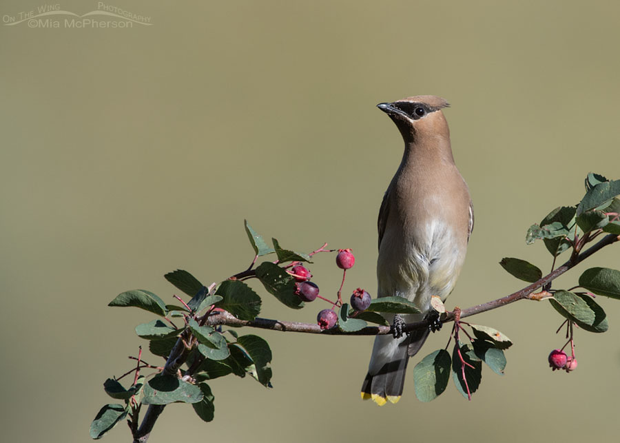 Cedar Waxwing adult in a serviceberry, Wasatch Mountains, Morgan County, Utah