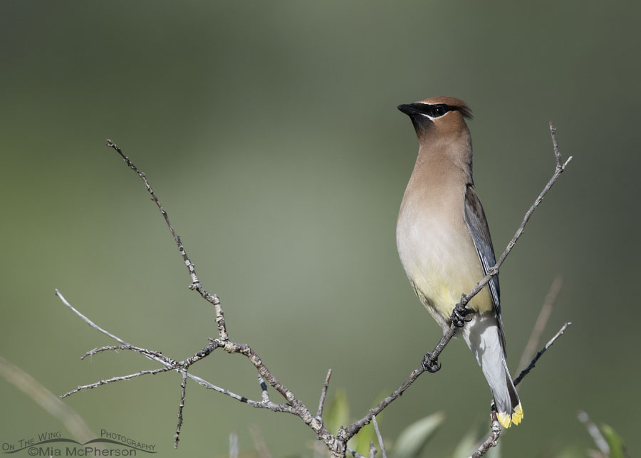 Alert adult Cedar Waxwing watching other waxwings, Wasatch Mountains, Summit County, Utah