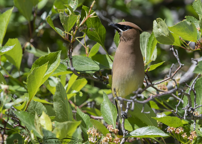 Cedar Waxwing camouflage, Wasatch Mountains, Summit County, Utah