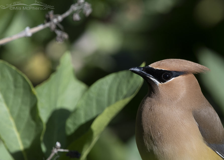 Close up adult Cedar Waxwing perched in honeysuckles, Wasatch Mountains, Morgan County, Utah