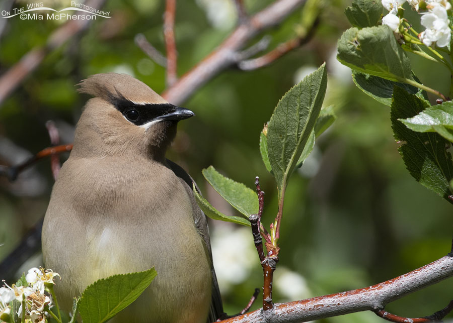 Cedar Waxwing close up in a blooming Hawthorn, Wasatch Mountains, East Canyon, Morgan County, Utah