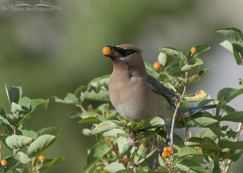 Adult Cedar Waxwing eating a berry, Red Rock Lakes National Wildlife Refuge, Beaverhead County, Montana
