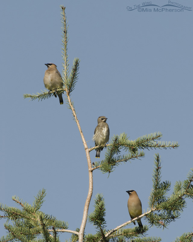 Family of Cedar Waxwings on the outskirts of Virginia City, Montana