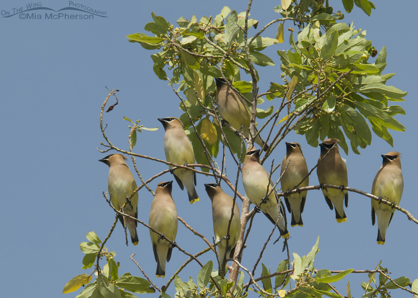 Flock of Cedar Waxwings just outside Ruskin, Florida