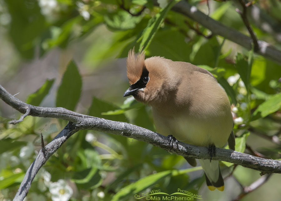 Staring Cedar Waxwing adult in a Hawthorn tree, Wasatch Mountains, East Canyon, Morgan County, Utah
